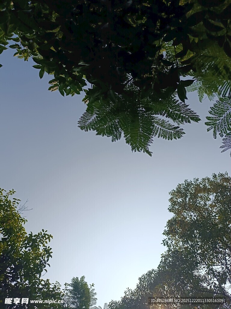 仰视树冠下的晴朗天空