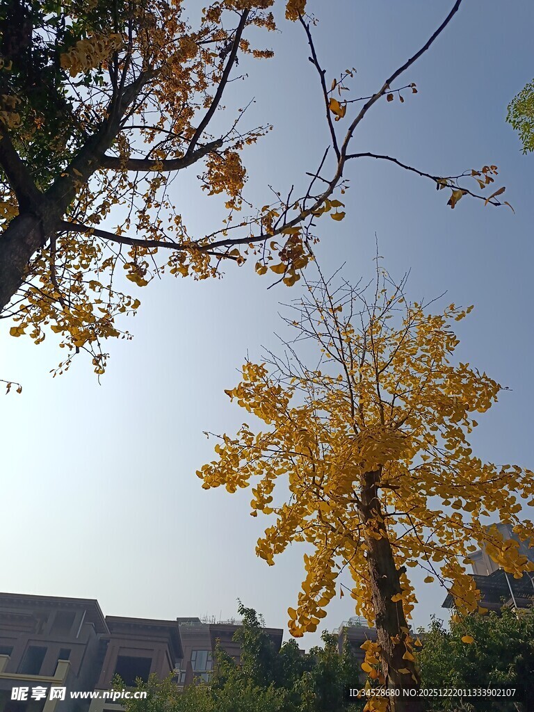 秋日金黄树木景致