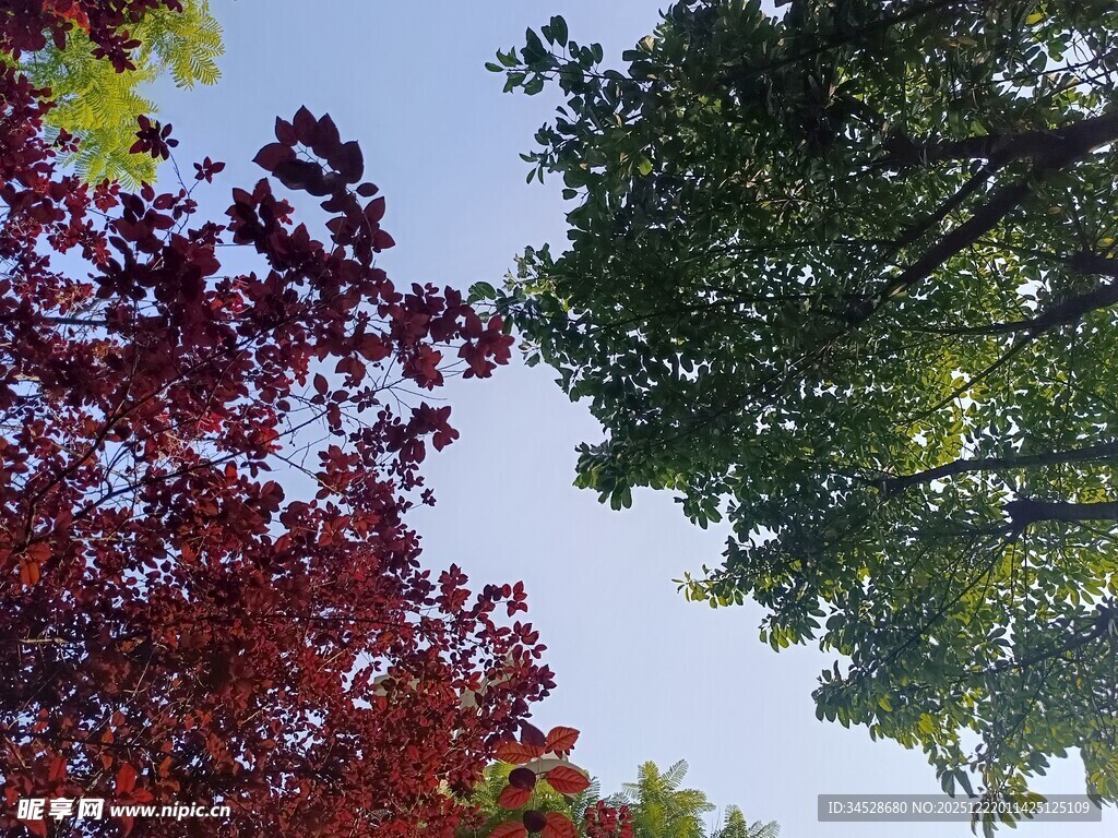 秋日多彩树木景观