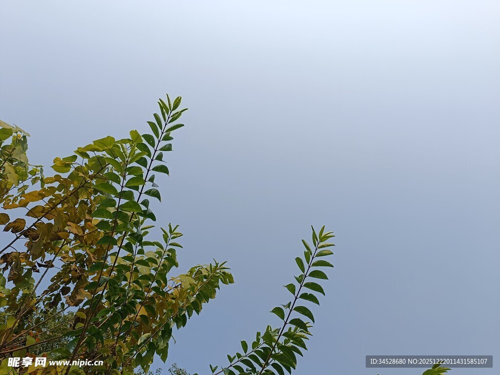 树梢上的蓝天绿意