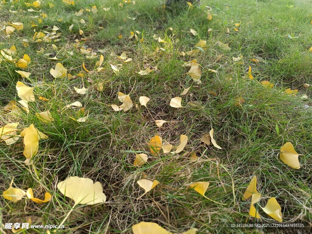 草地散落的金黄银杏叶