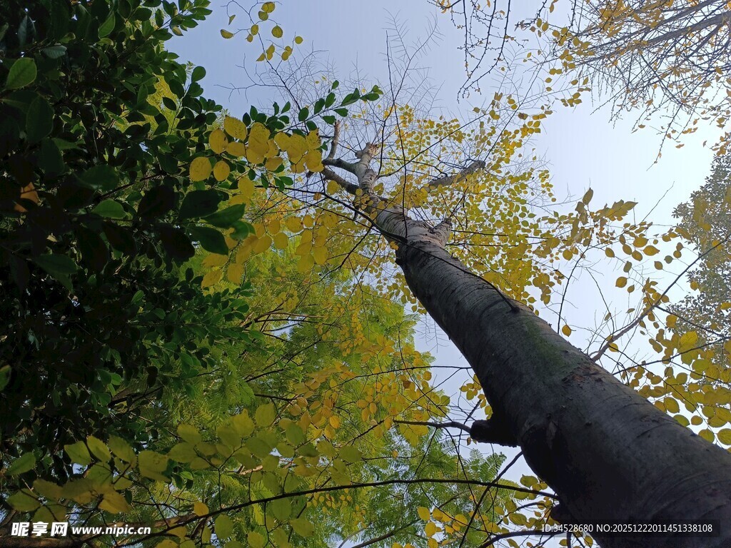 仰望秋日高大银杏树
