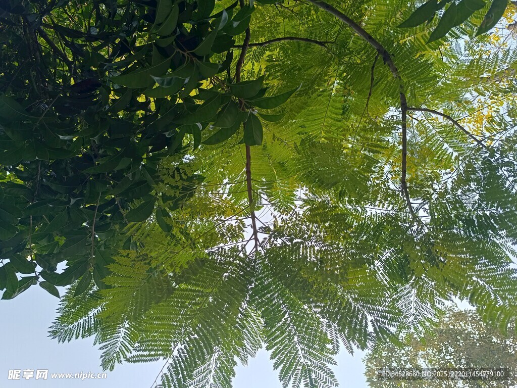 透过枝叶看蓝天