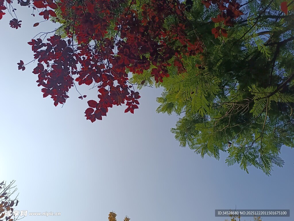 红叶绿树映蓝天