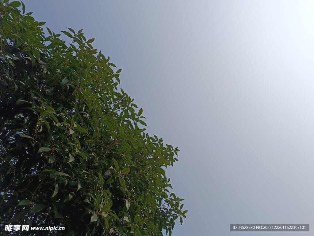 仰视绿树蓝天景象