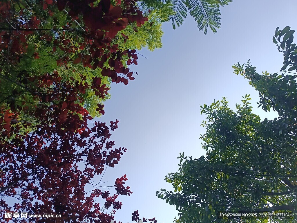多彩树冠映蓝天