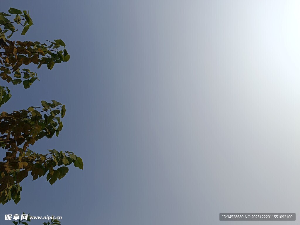 阳光下的枝叶与蓝天