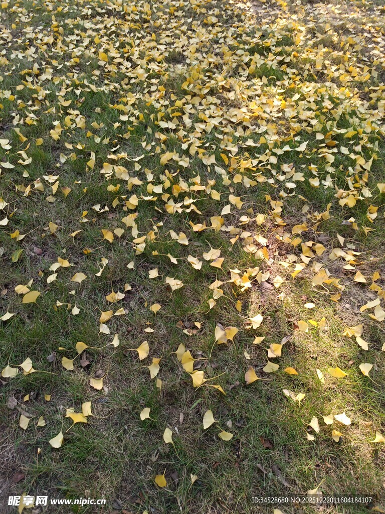 秋日落叶铺满草地景象