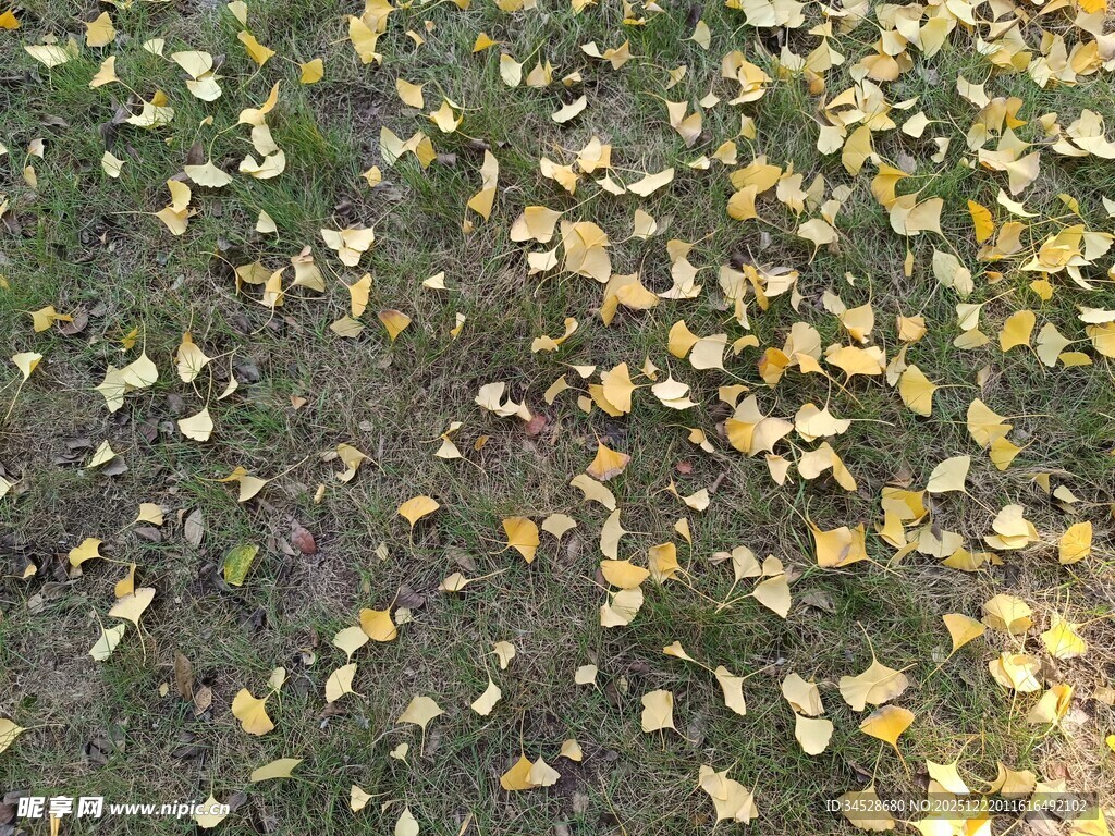地面散落的金黄银杏叶
