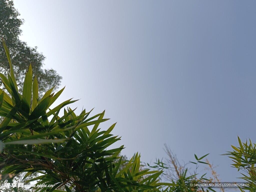 仰视翠绿枝叶与蓝天