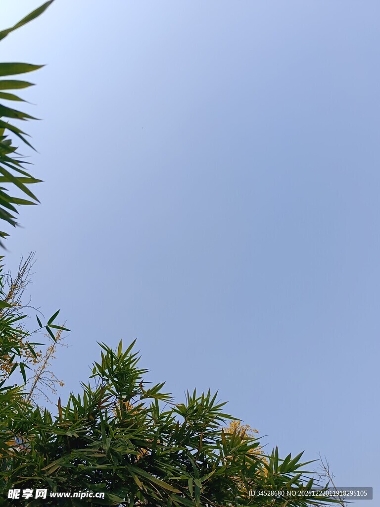 蓝天映衬下的葱郁绿植