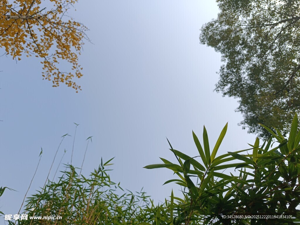 蓝天之下的绿植景致