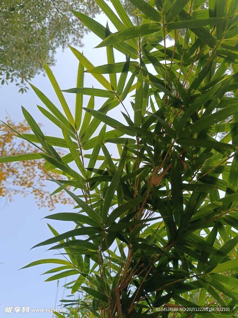 蓝天映衬下的翠绿竹叶