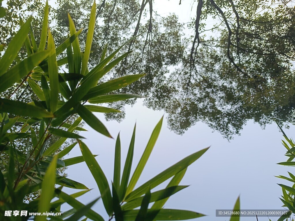 竹林间的天空景致