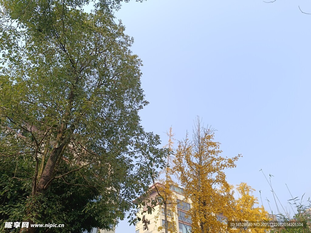 秋日树木与蓝天景致