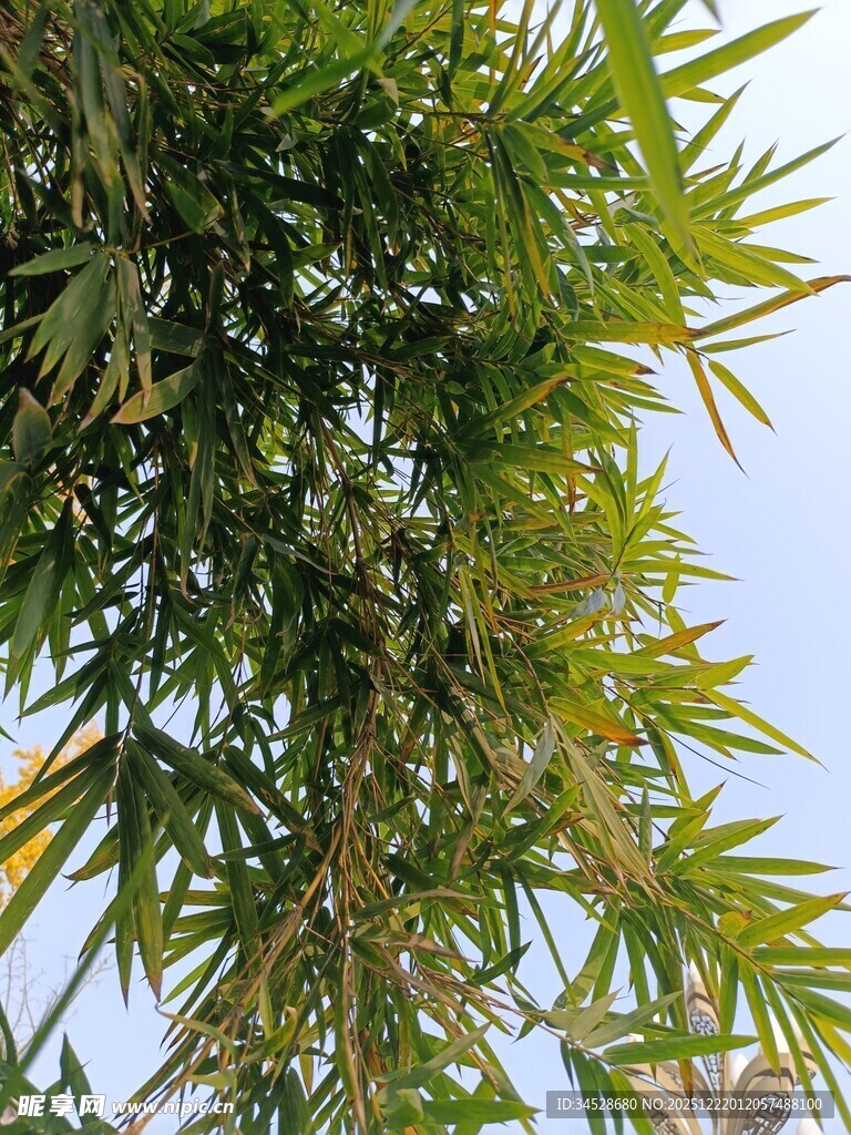 翠绿竹叶在蓝天映衬下