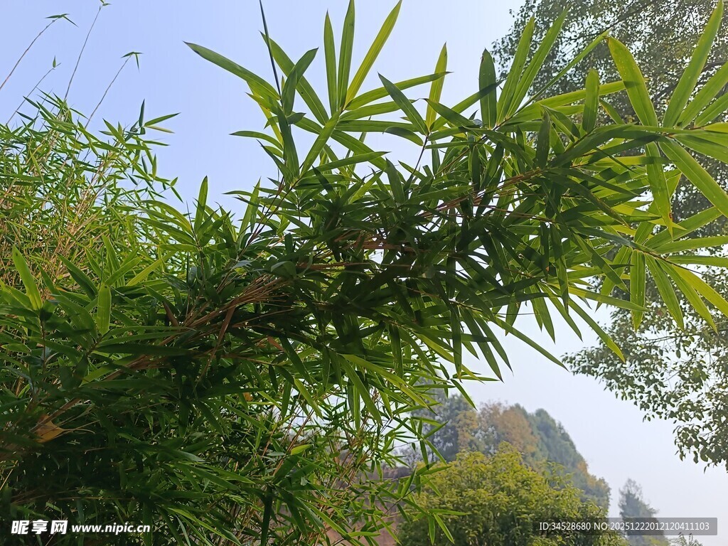 翠绿竹叶与远处山峦