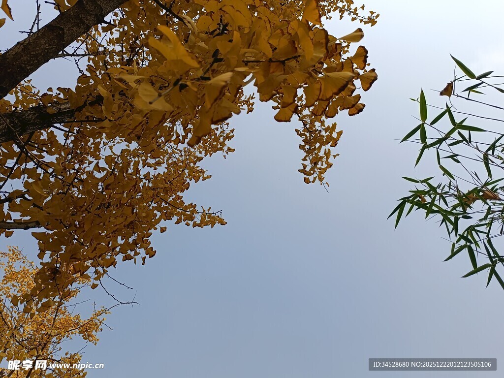 秋日银杏与翠竹的天空景致