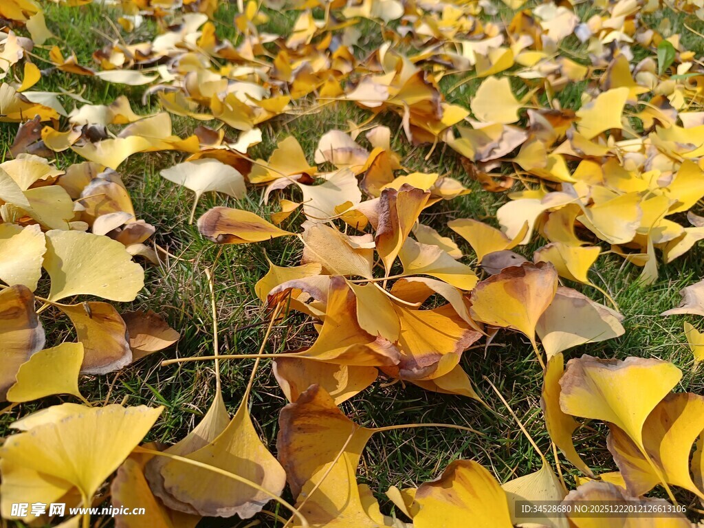 金黄银杏叶铺满地面