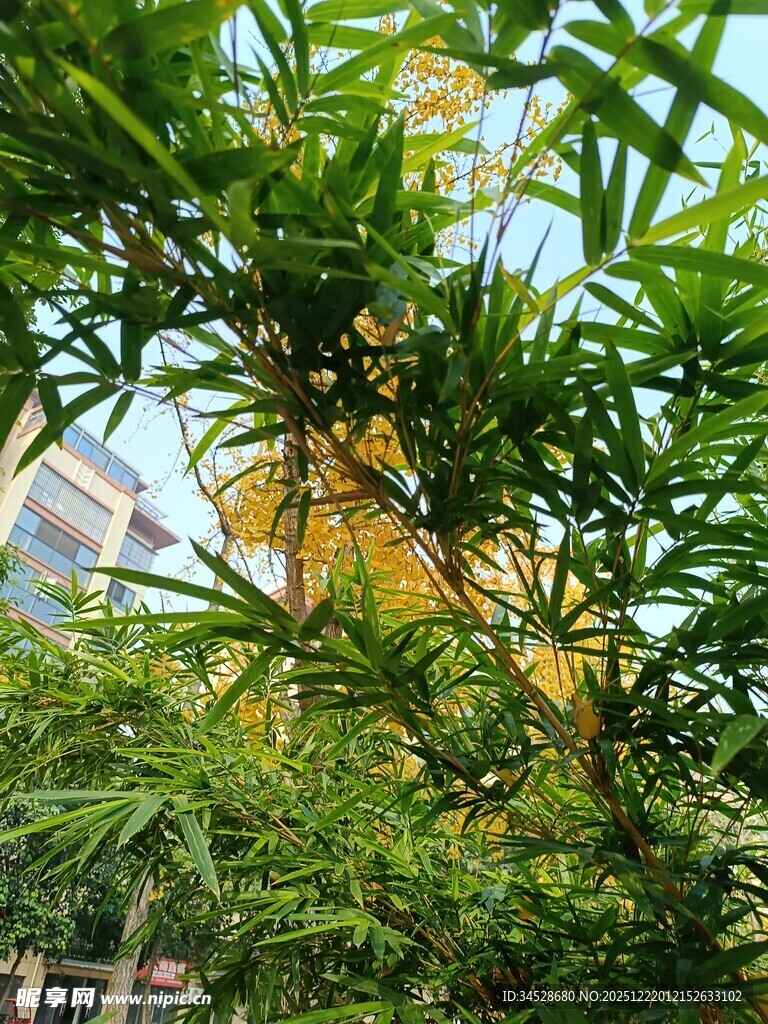 绿叶间的建筑一角