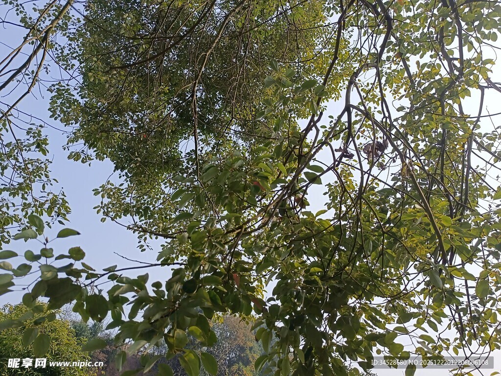 繁茂绿树映衬蓝天