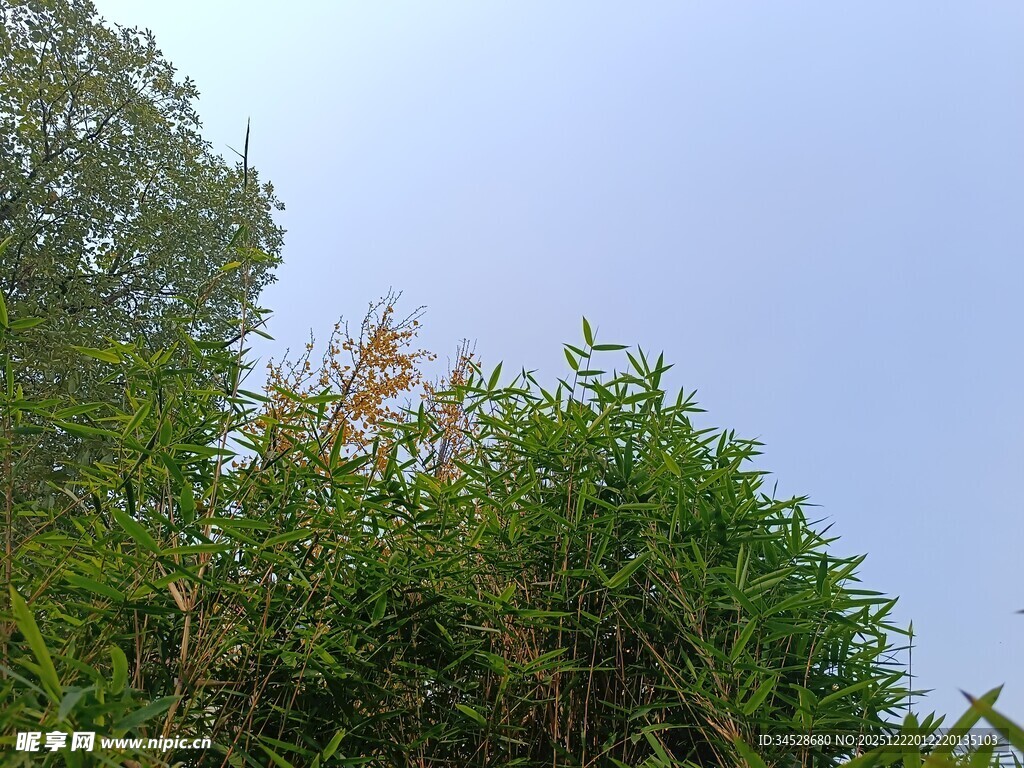 蓝天绿树自然景致