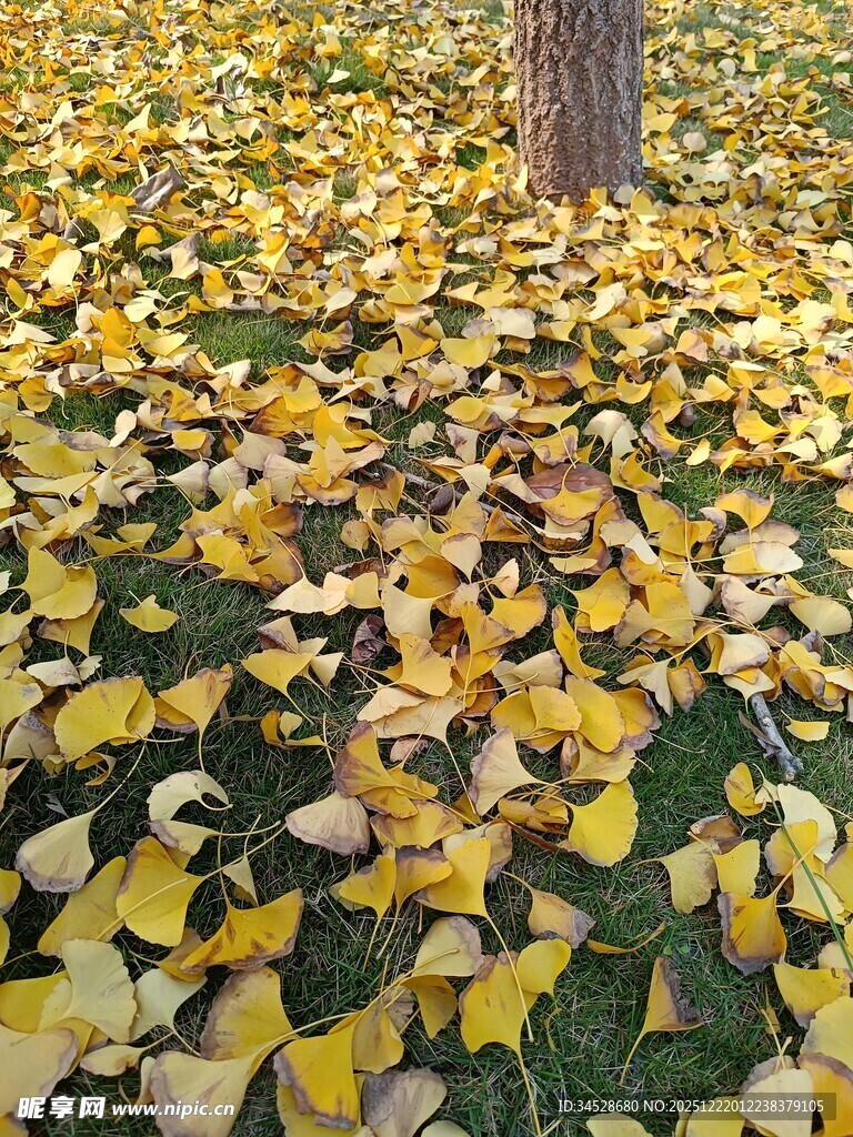 树下金黄落叶铺满草地