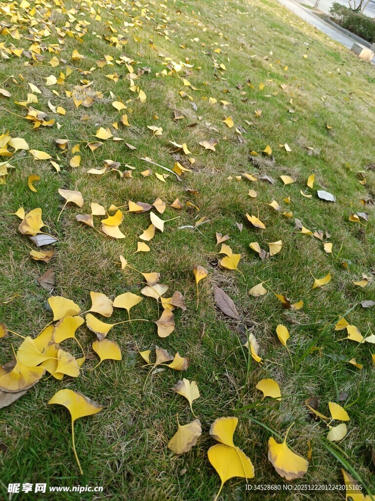 草地上散落的金黄银杏叶
