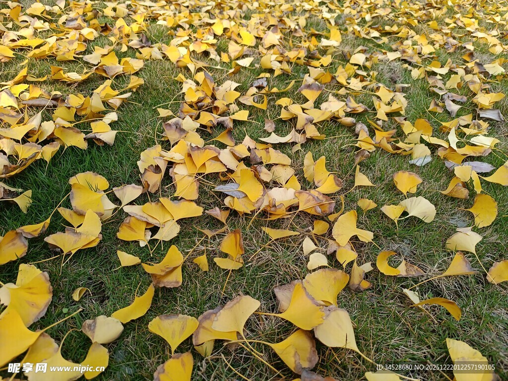 金黄银杏叶铺就秋日美景