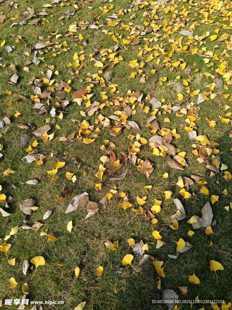 秋日草地落叶美景