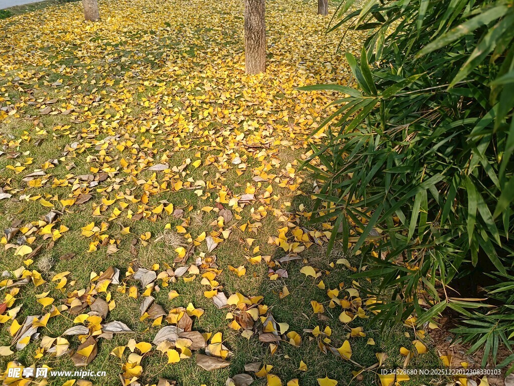 满地落叶的静谧景象
