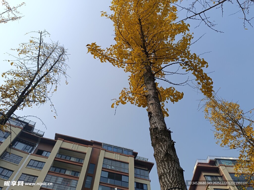 秋日银杏与楼宇美景