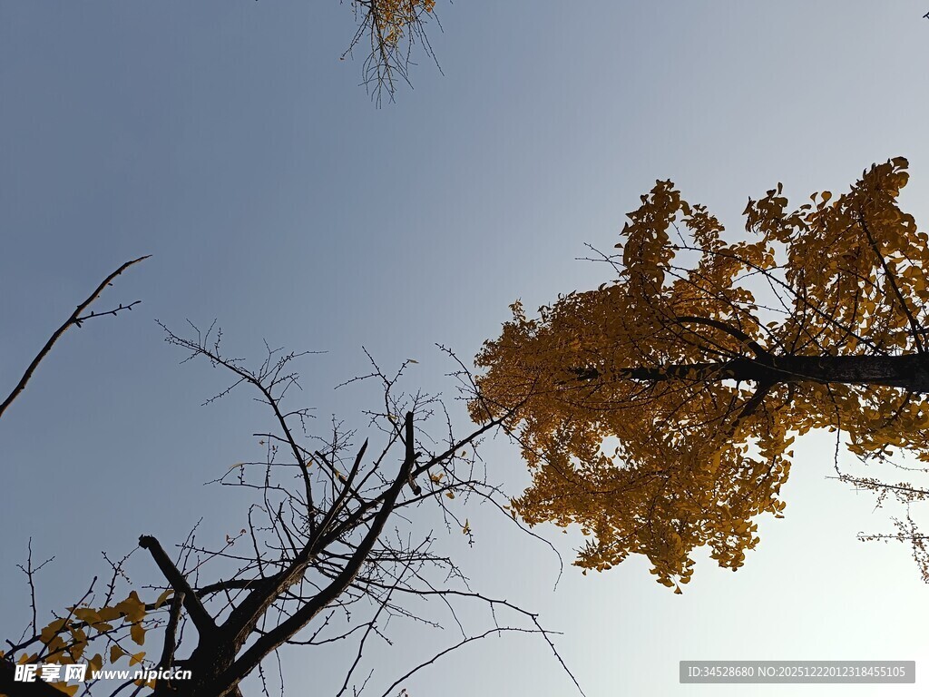 仰望金黄银杏树枝干