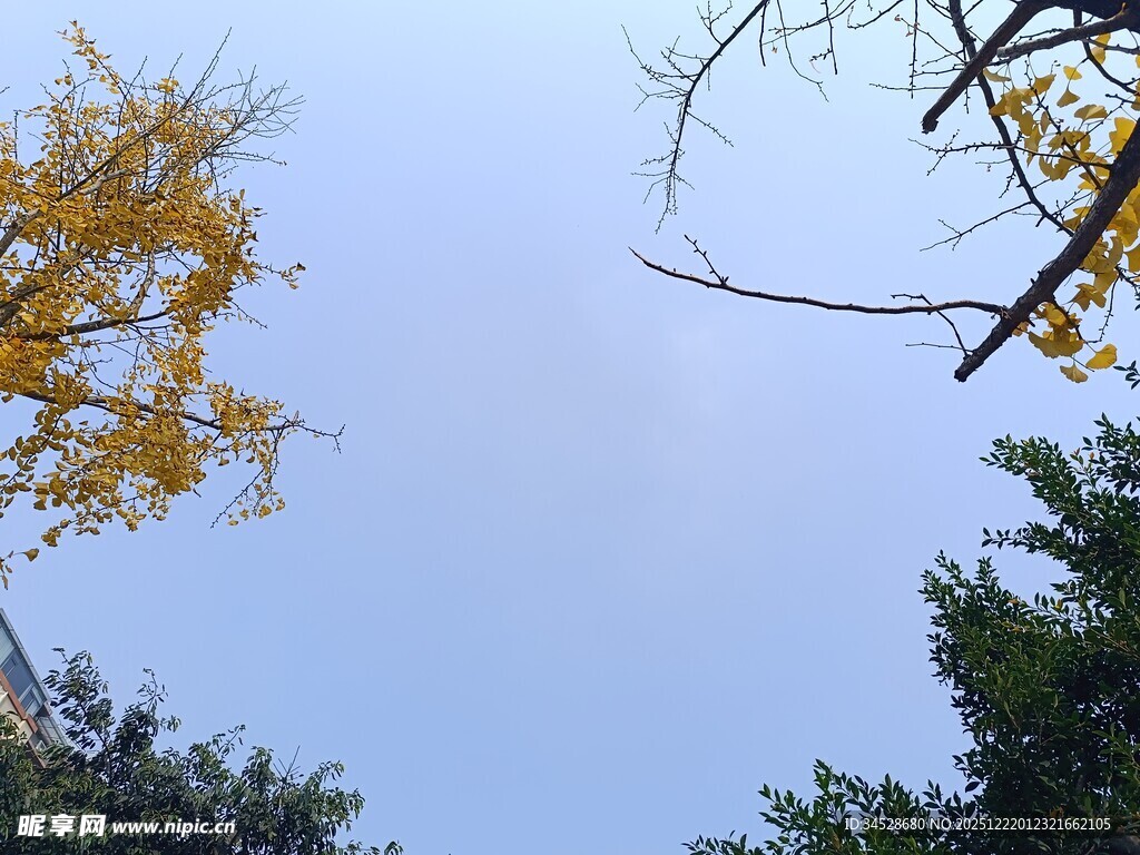 秋日银杏与蓝天景致