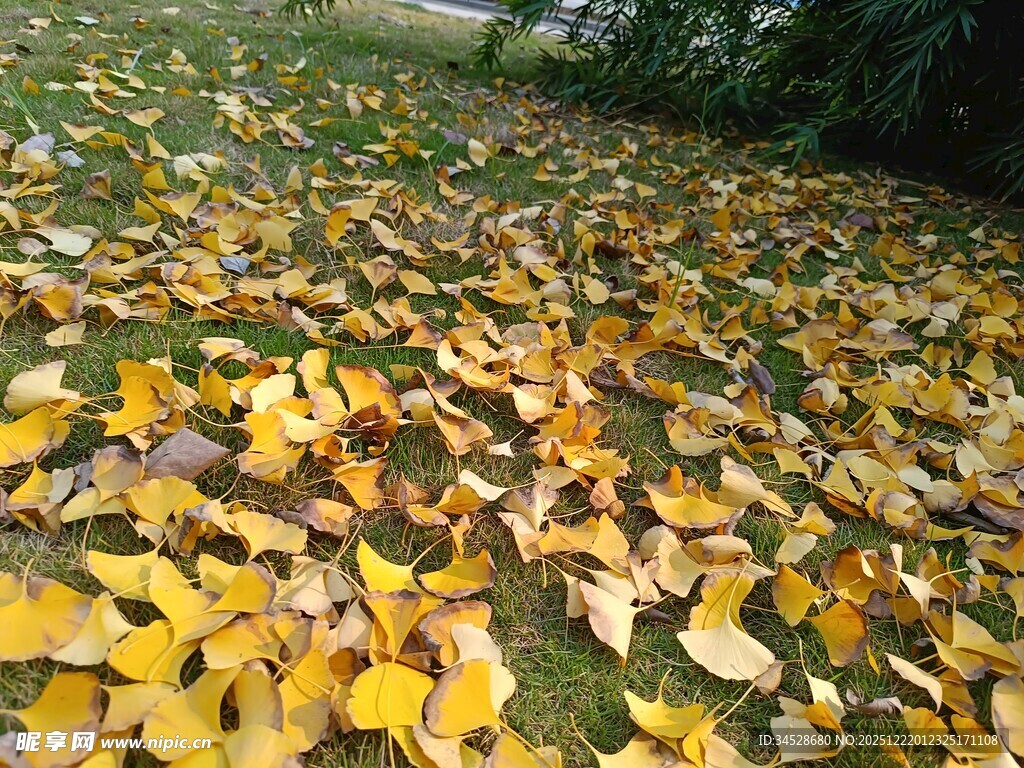 秋日银杏落叶铺满草地
