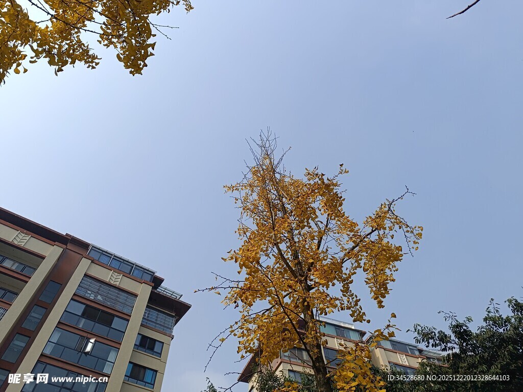 秋日楼旁金黄银杏树