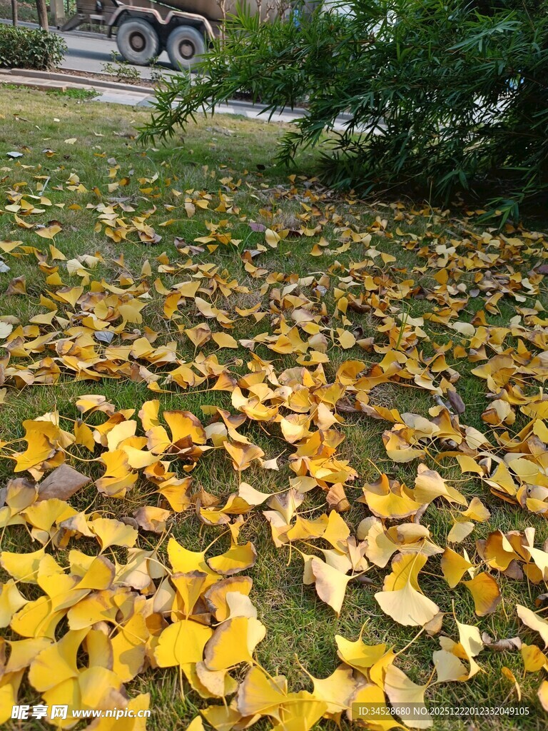 金黄银杏叶铺就秋日美景