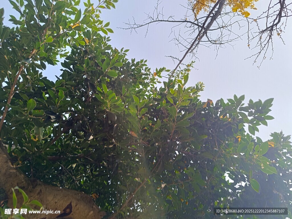 繁茂绿树与蓝天相映