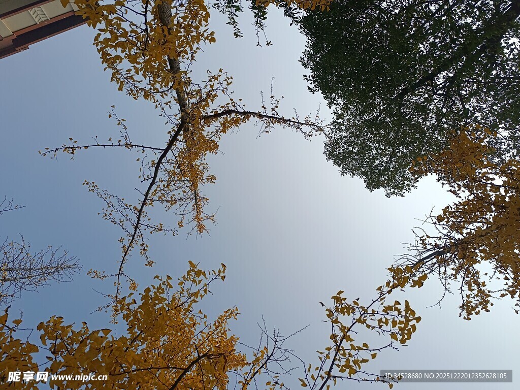 秋日树梢间的蓝天景致