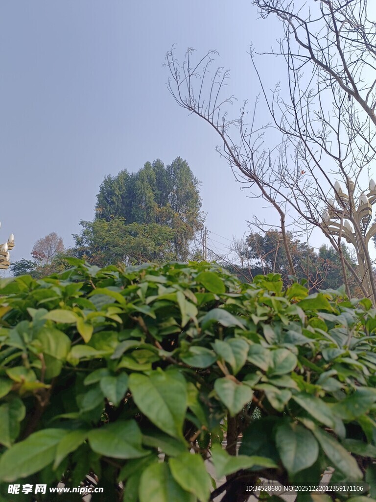 绿叶繁茂的户外景致