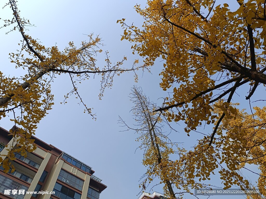 秋日银杏与楼宇景致