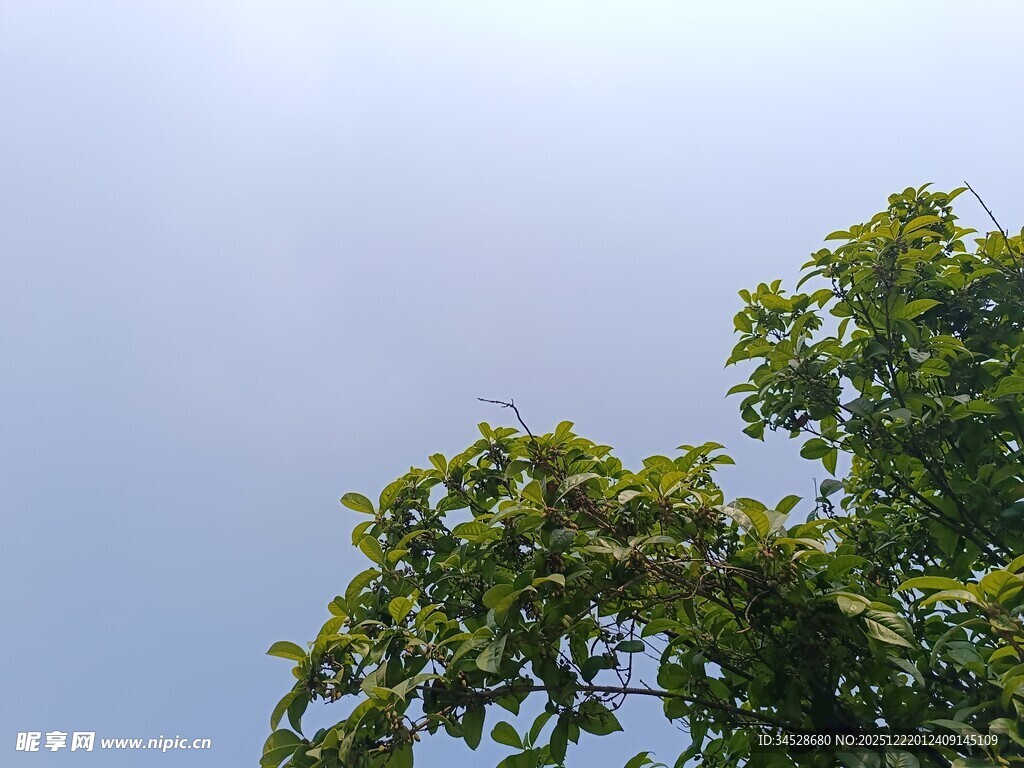 蓝天绿树的清新景致