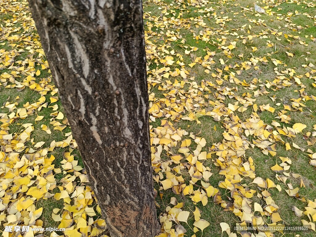 树下金黄落叶秋景图