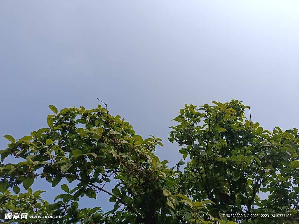 树梢上的蓝天绿意