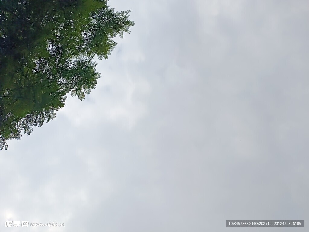 仰视天空中的枝叶