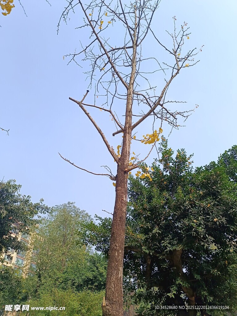 枯树立于葱郁绿植间