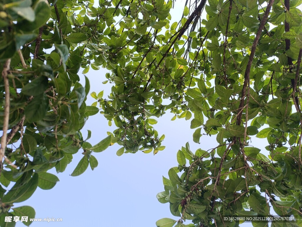仰视绿树蓝天