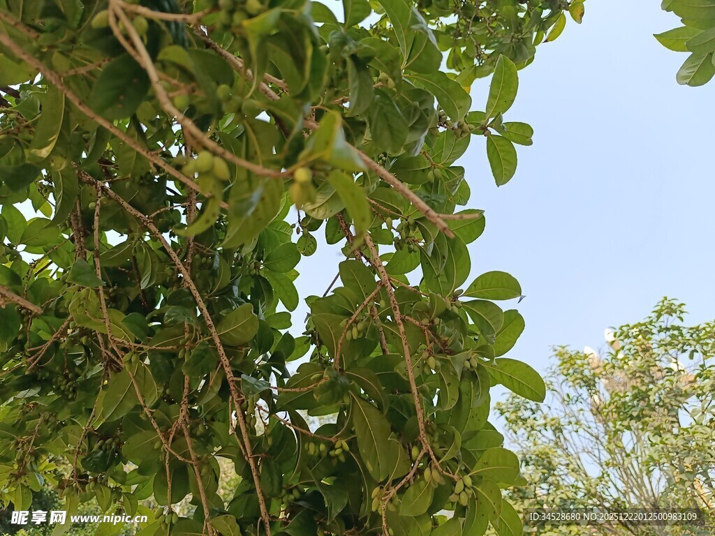 绿叶繁茂的树枝