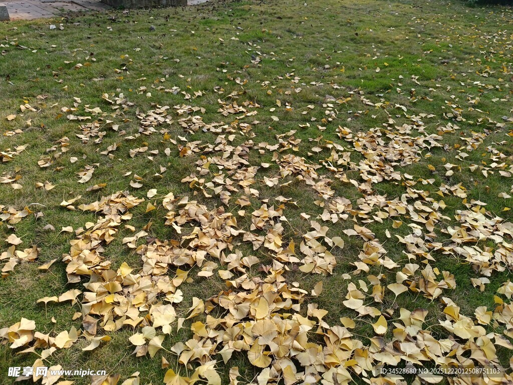 秋日草地落叶景致