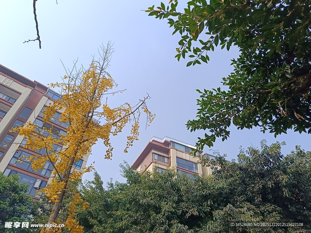 秋日小区中的金黄树木